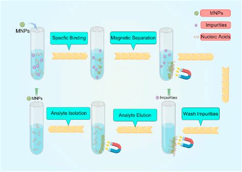 Nucleic Acid Extraction from Human Biological Samples.